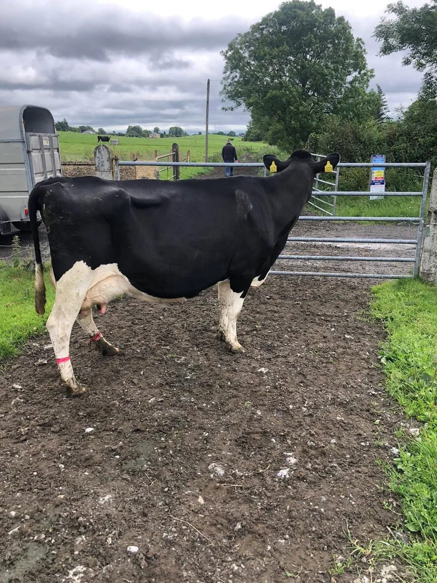Cow suitable to rearing calves - Image 1