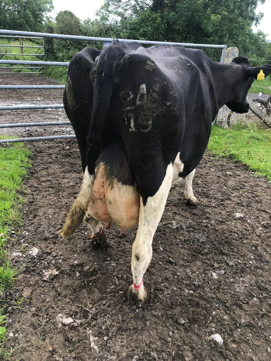 Cow suitable to rearing calves - Image 2