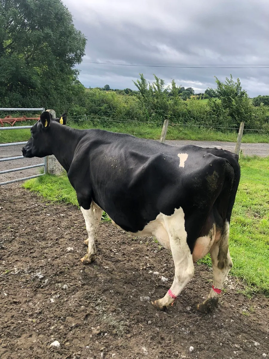 Cow suitable to rearing calves - Image 3