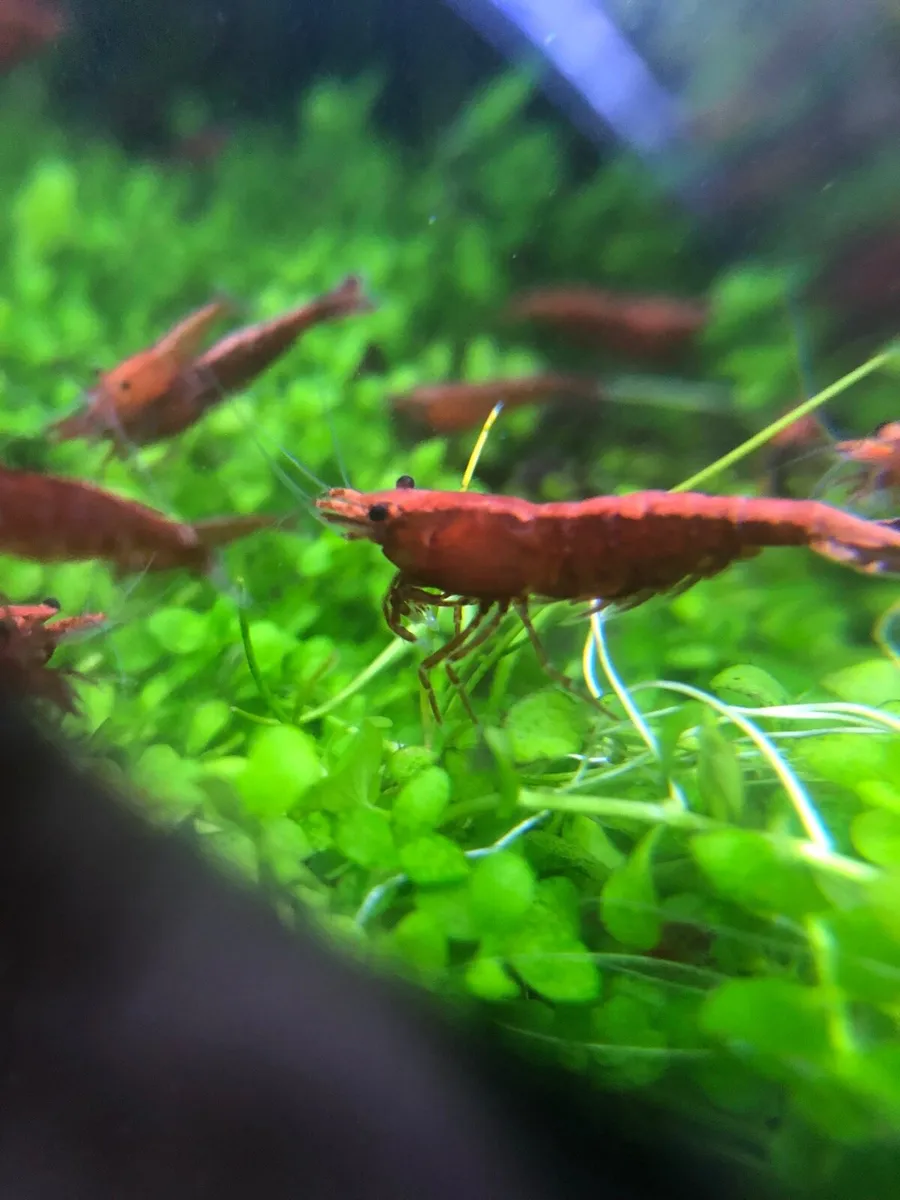 Neocardina red shrimp Only 30 left - Image 1