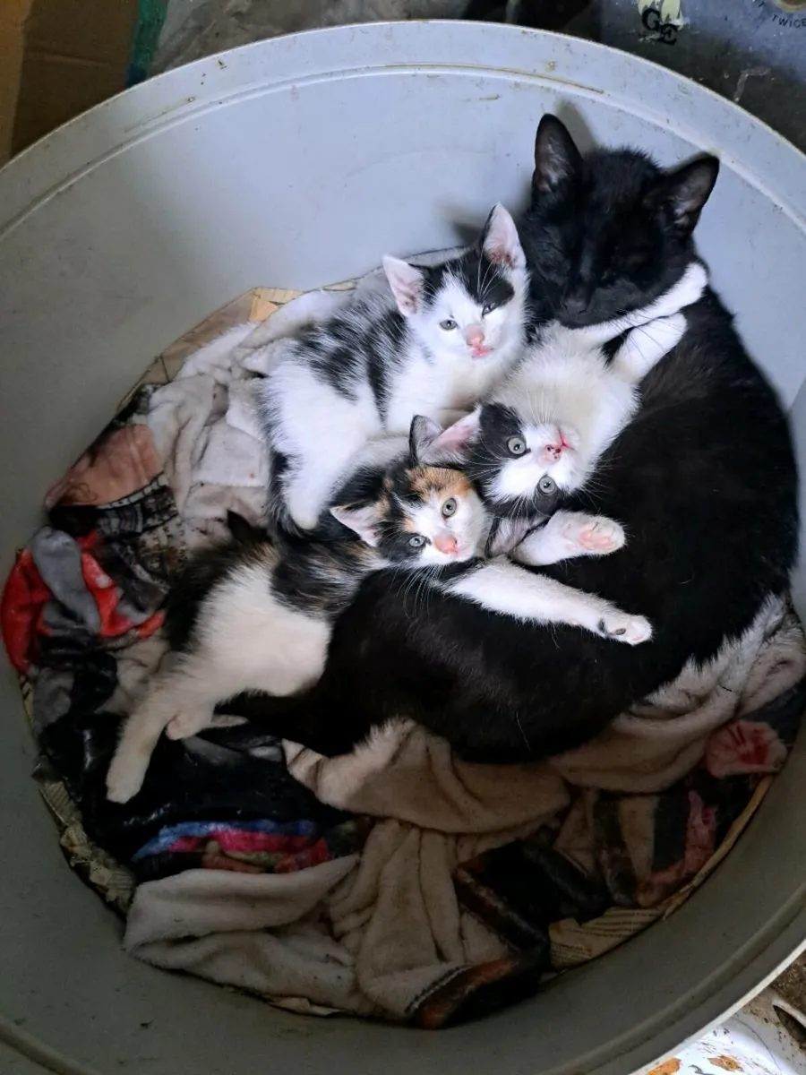 Kittens - Image 1