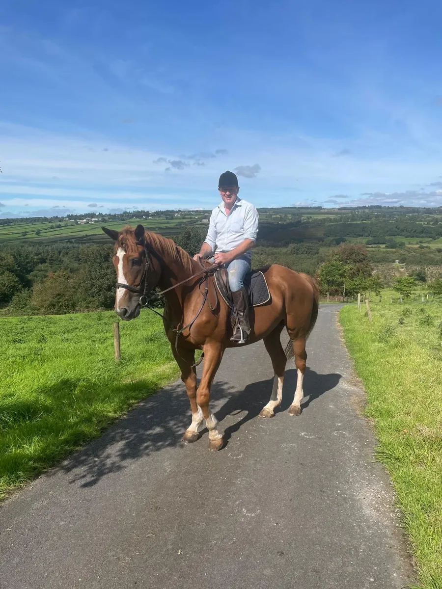 Irish sport horse - Image 1