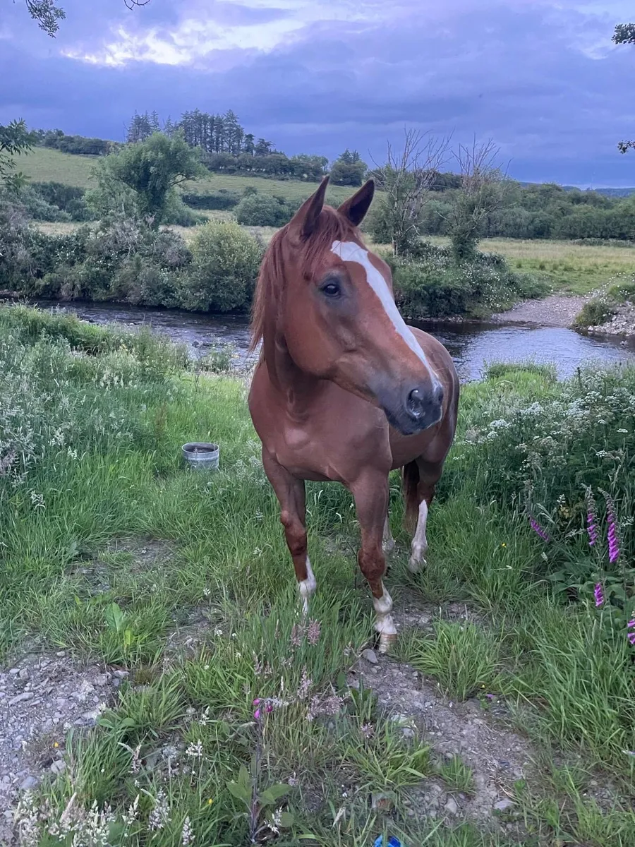 Irish sport horse - Image 2