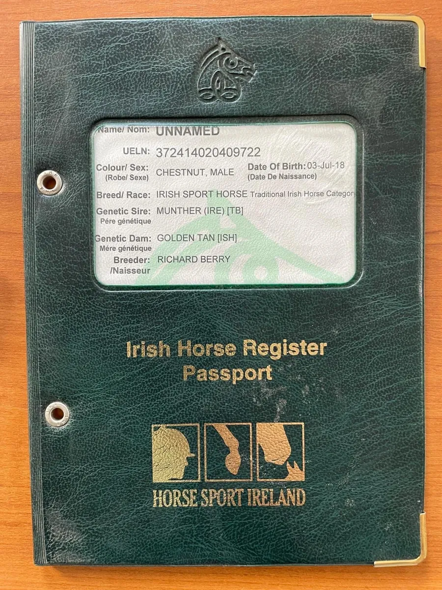Irish sport horse - Image 3