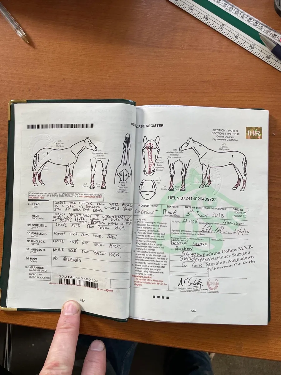 Irish sport horse - Image 4