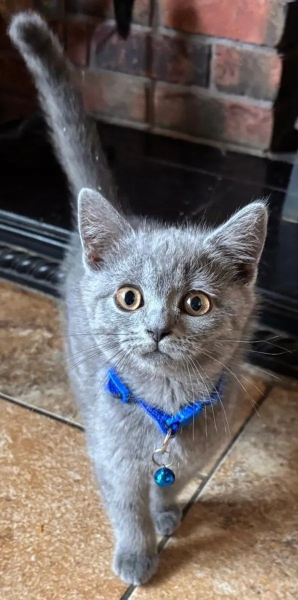 British Shorthair - Image 2
