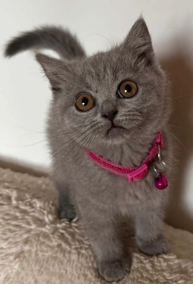 British Shorthair - Image 3