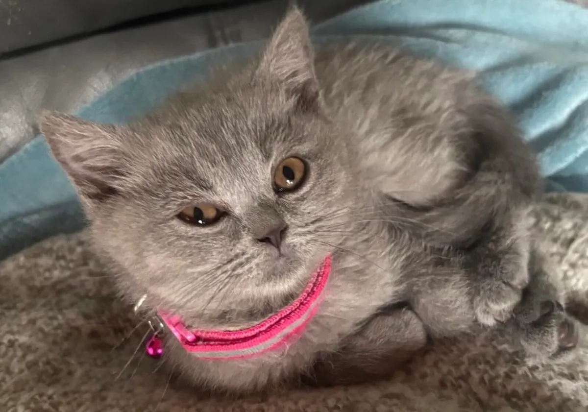 British Shorthair - Image 4