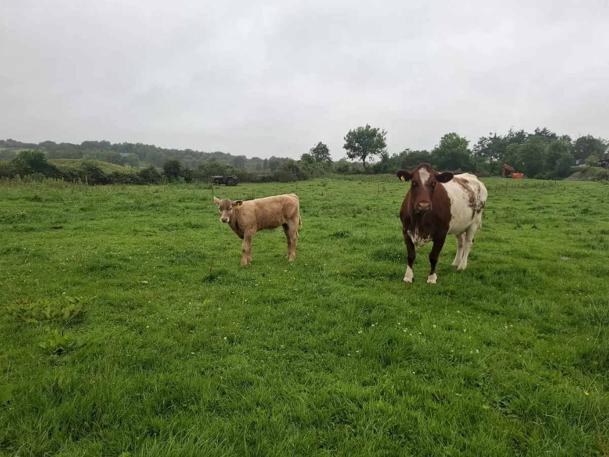 Purebred Beef Shorthorn with Charolais Calf @ Foot - Image 2