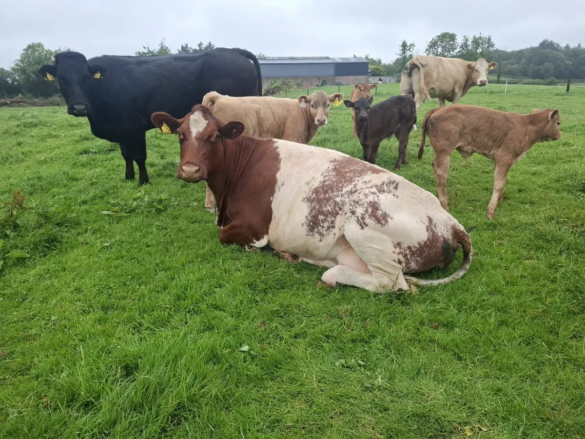 Purebred Beef Shorthorn with Charolais Calf @ Foot - Image 3