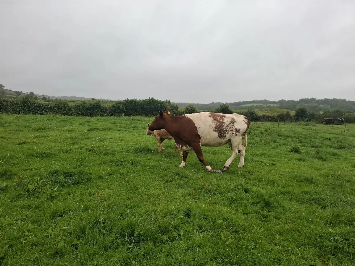 Purebred Beef Shorthorn with Charolais Calf @ Foot - Image 4