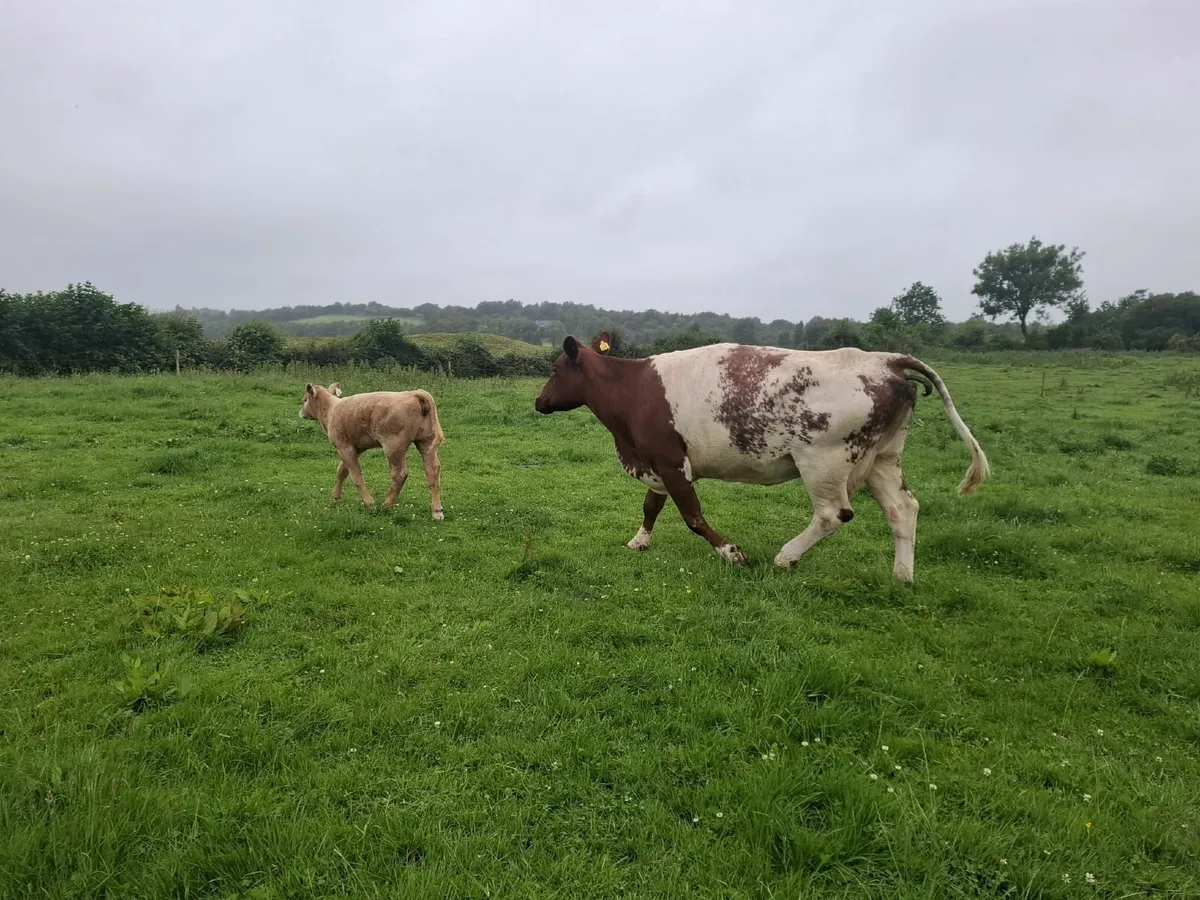 Purebred Beef Shorthorn with Charolais Calf @ Foot - Image 1
