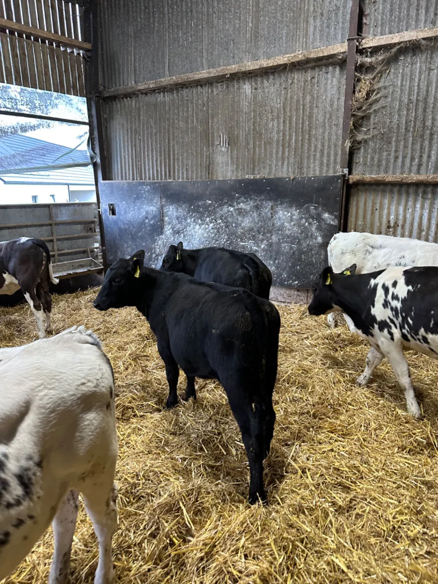 Blue and Angus heifers - Image 4