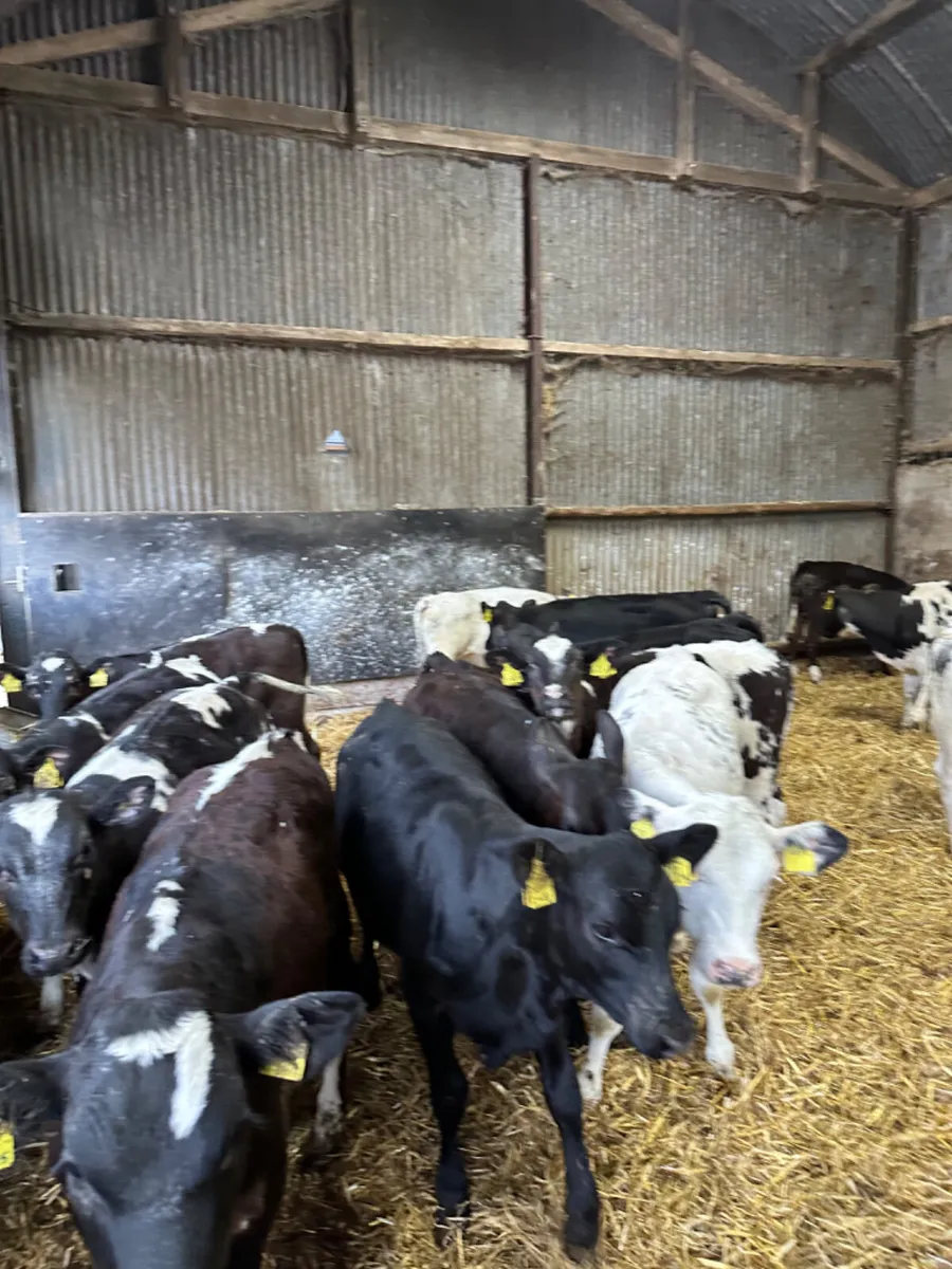 Blue and Angus heifers - Image 3