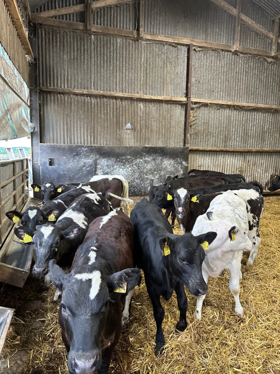 Blue and Angus heifers - Image 2