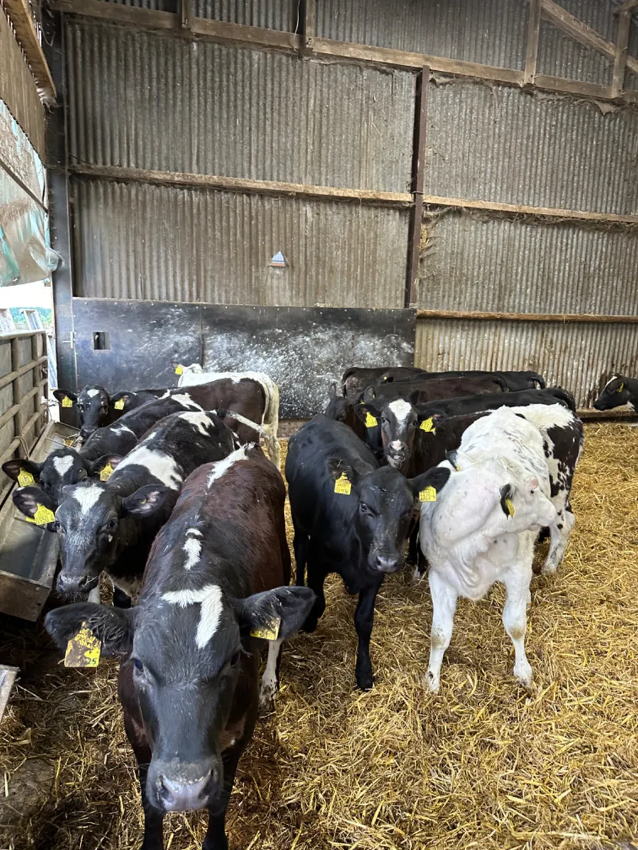 Blue and Angus heifers - Image 1