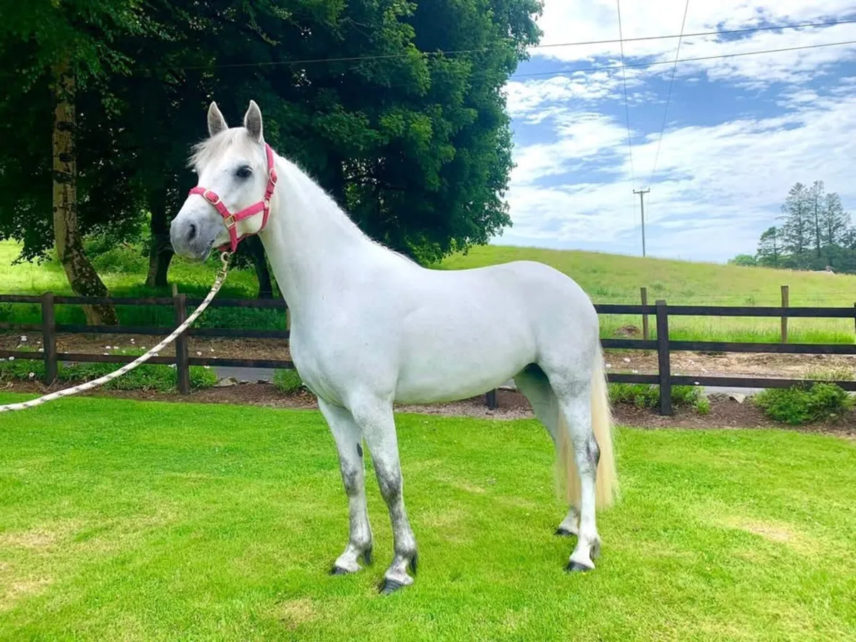 Full Connemara 14.2pony - Image 2