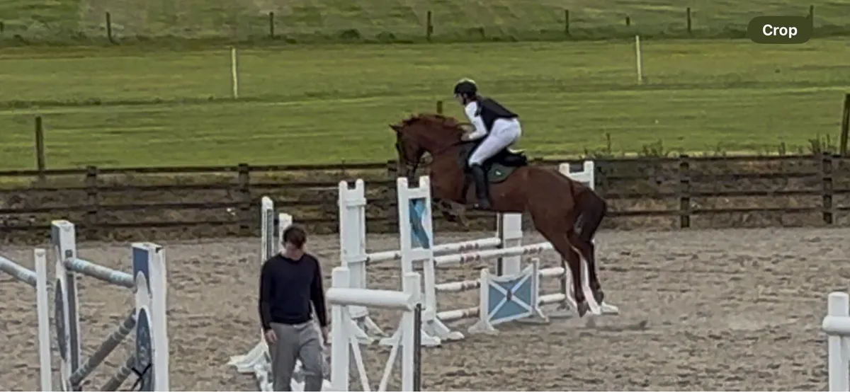 Breaking and schooling - Image 2
