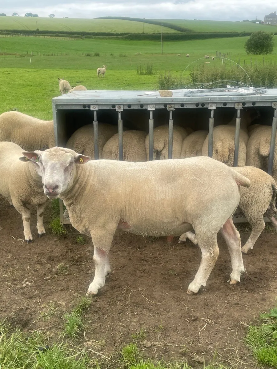 Charollais stock ram - Image 2