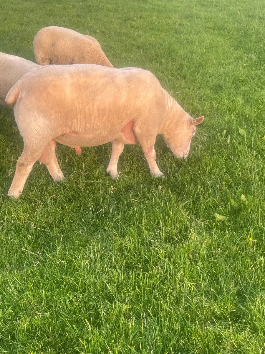 Charollais stock ram - Image 3