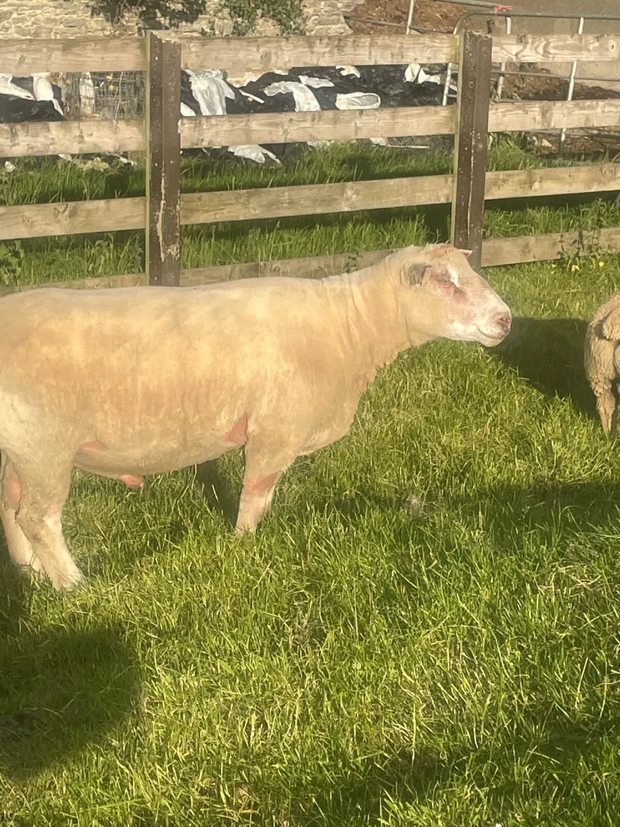 Charollais stock ram - Image 1