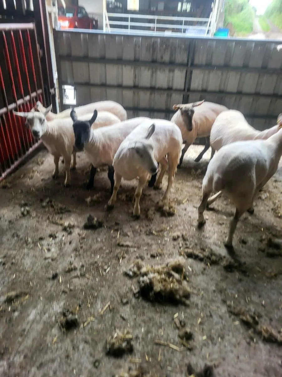 10 hgt ewes - Image 1