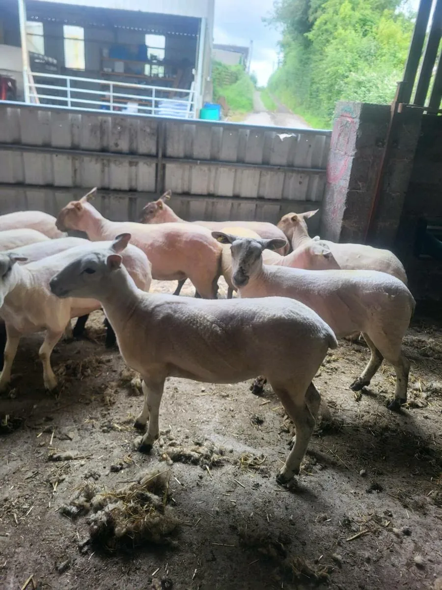 10 hgt ewes - Image 2