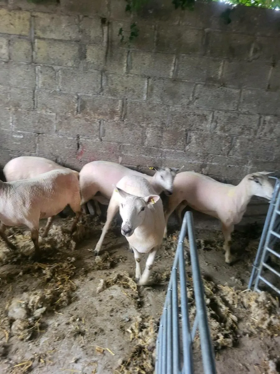 10 hgt ewes - Image 3