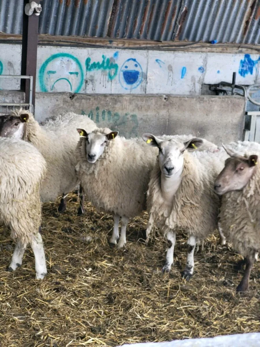 10 hgt ewes - Image 4