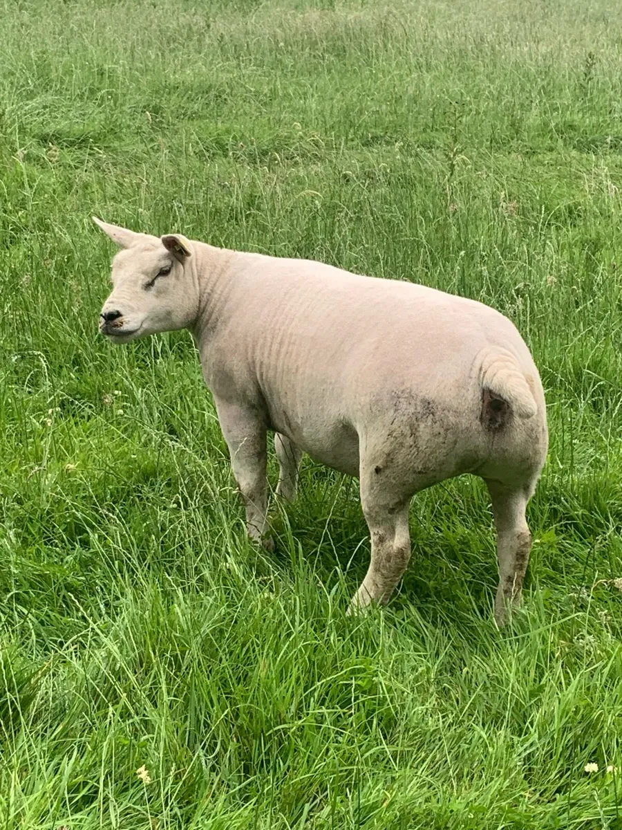 Pbr Texel ewe hogget - Image 1