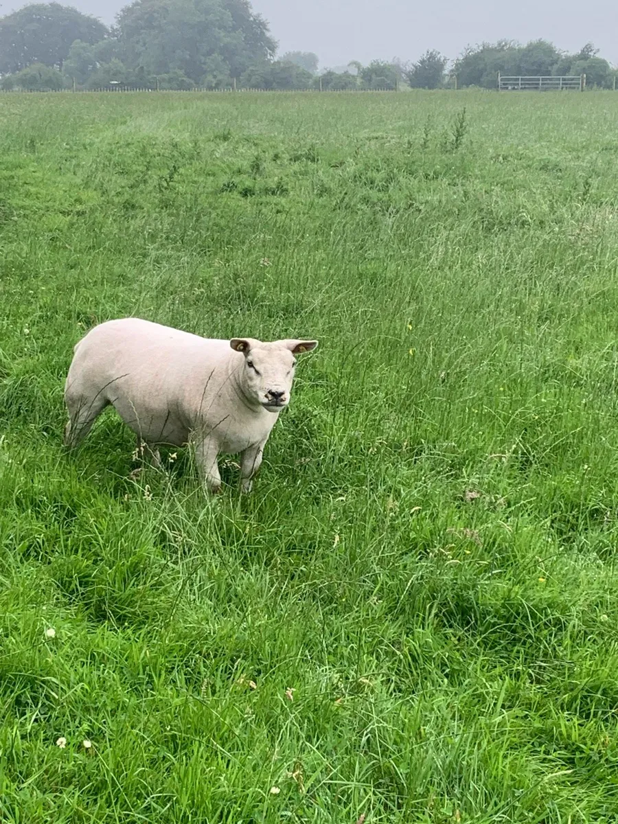 Pbr Texel ewe hogget - Image 2