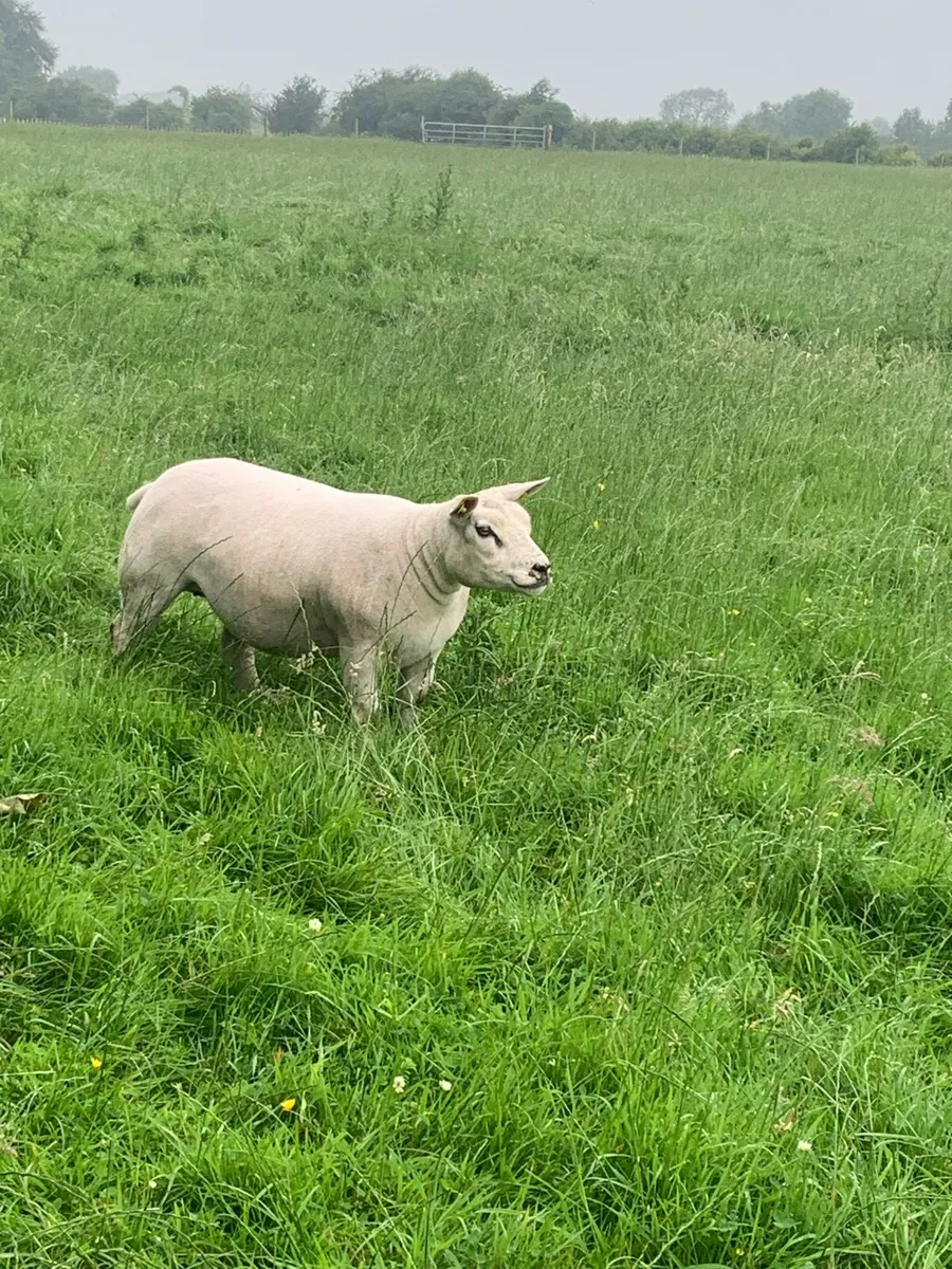 Pbr Texel ewe hogget - Image 3