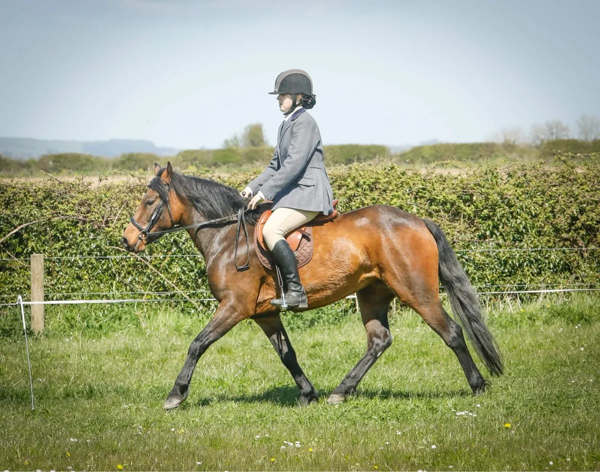 Breaking and schooling - Image 1