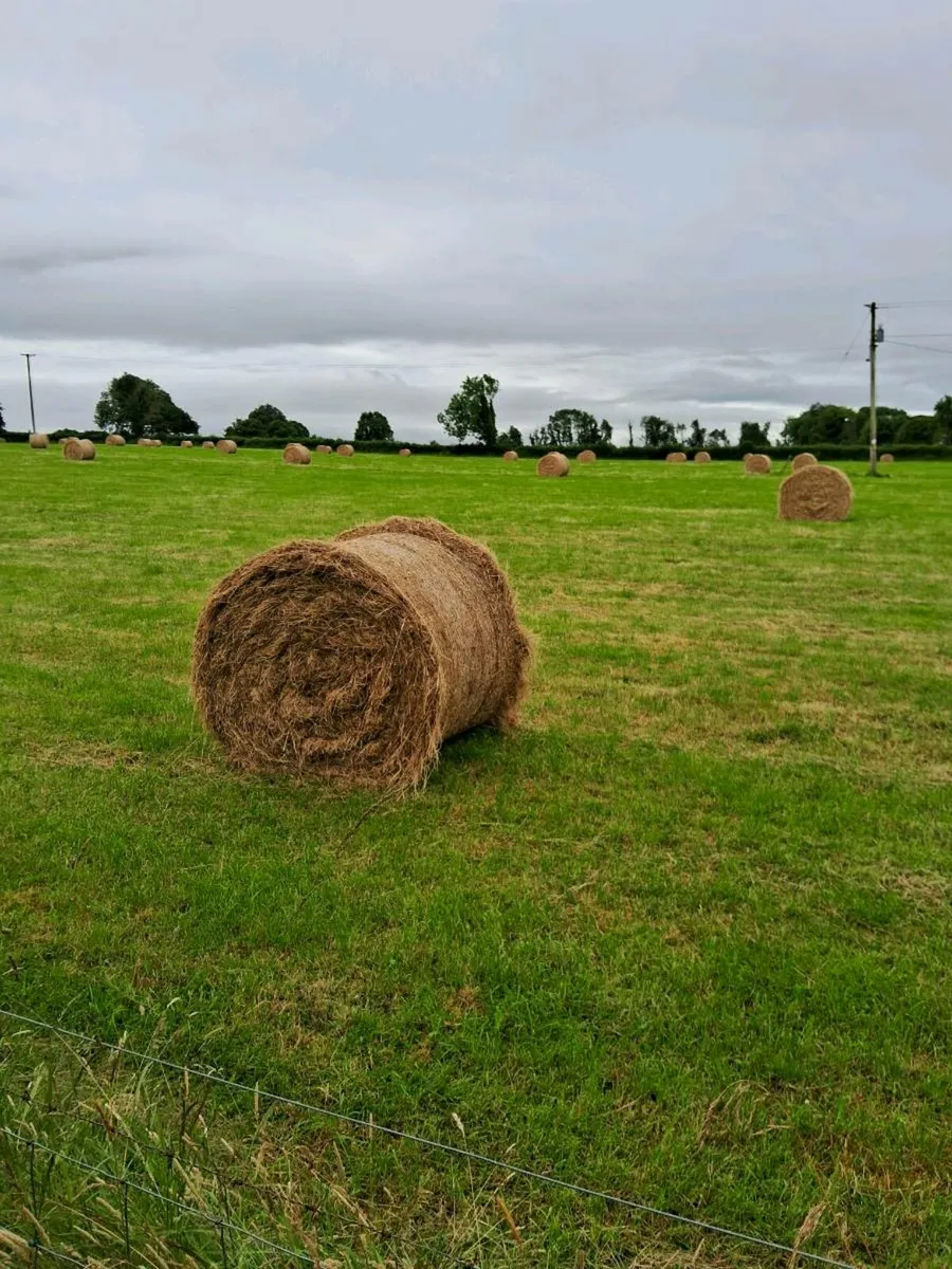 Top quality hay - Image 1