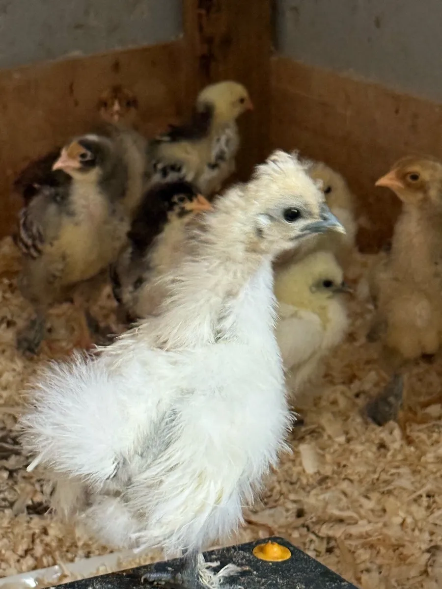 Silkies and favorelles - Image 1