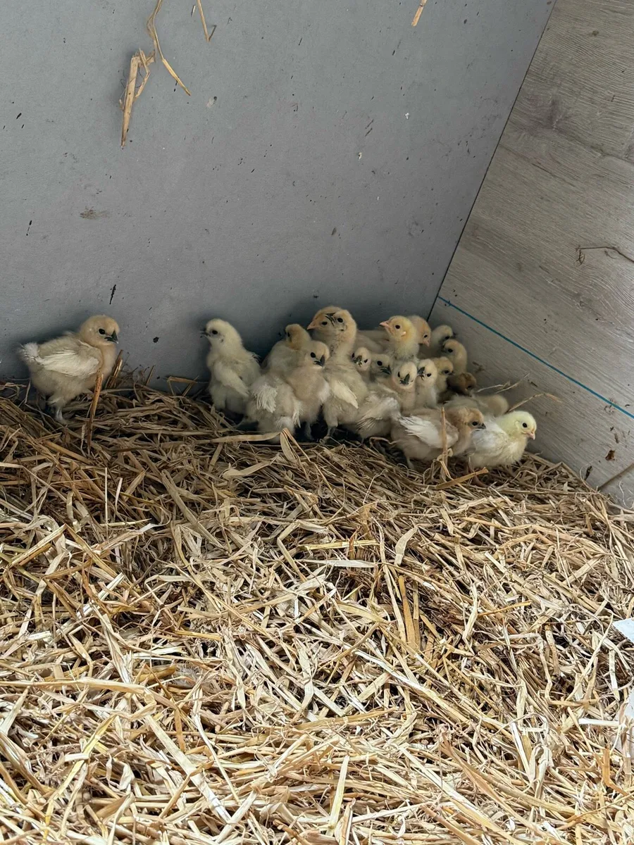 Silkies and favorelles - Image 3
