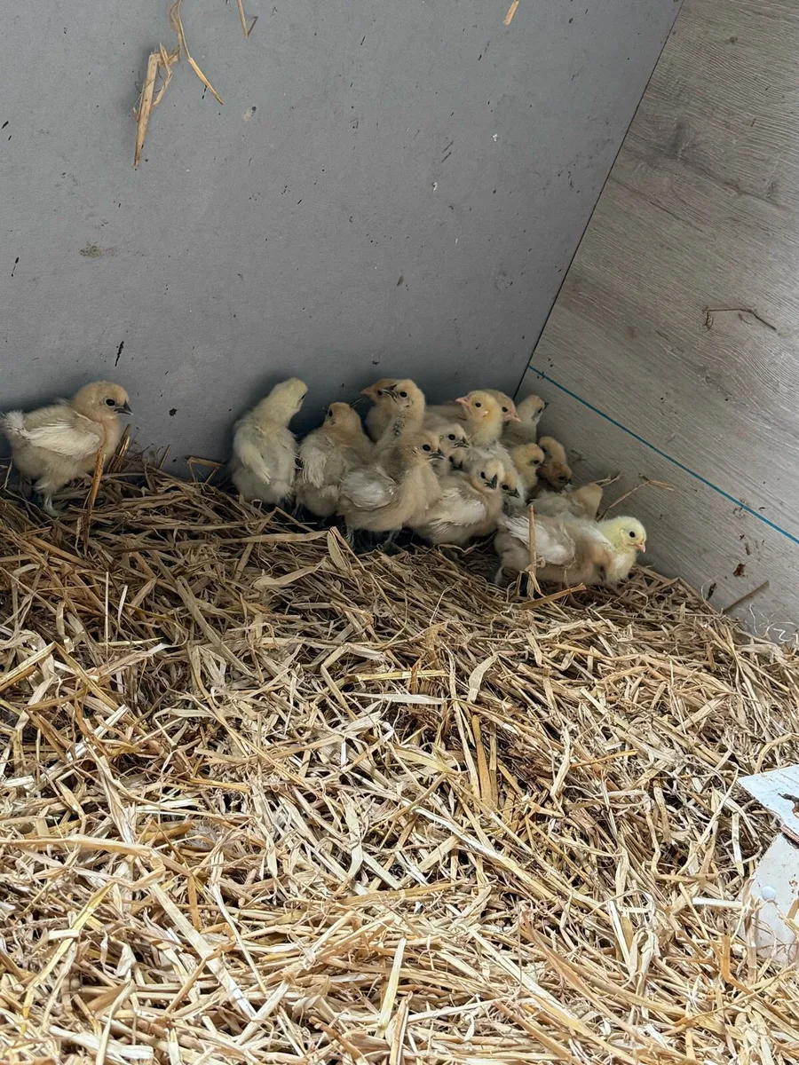 Silkies and favorelles - Image 4