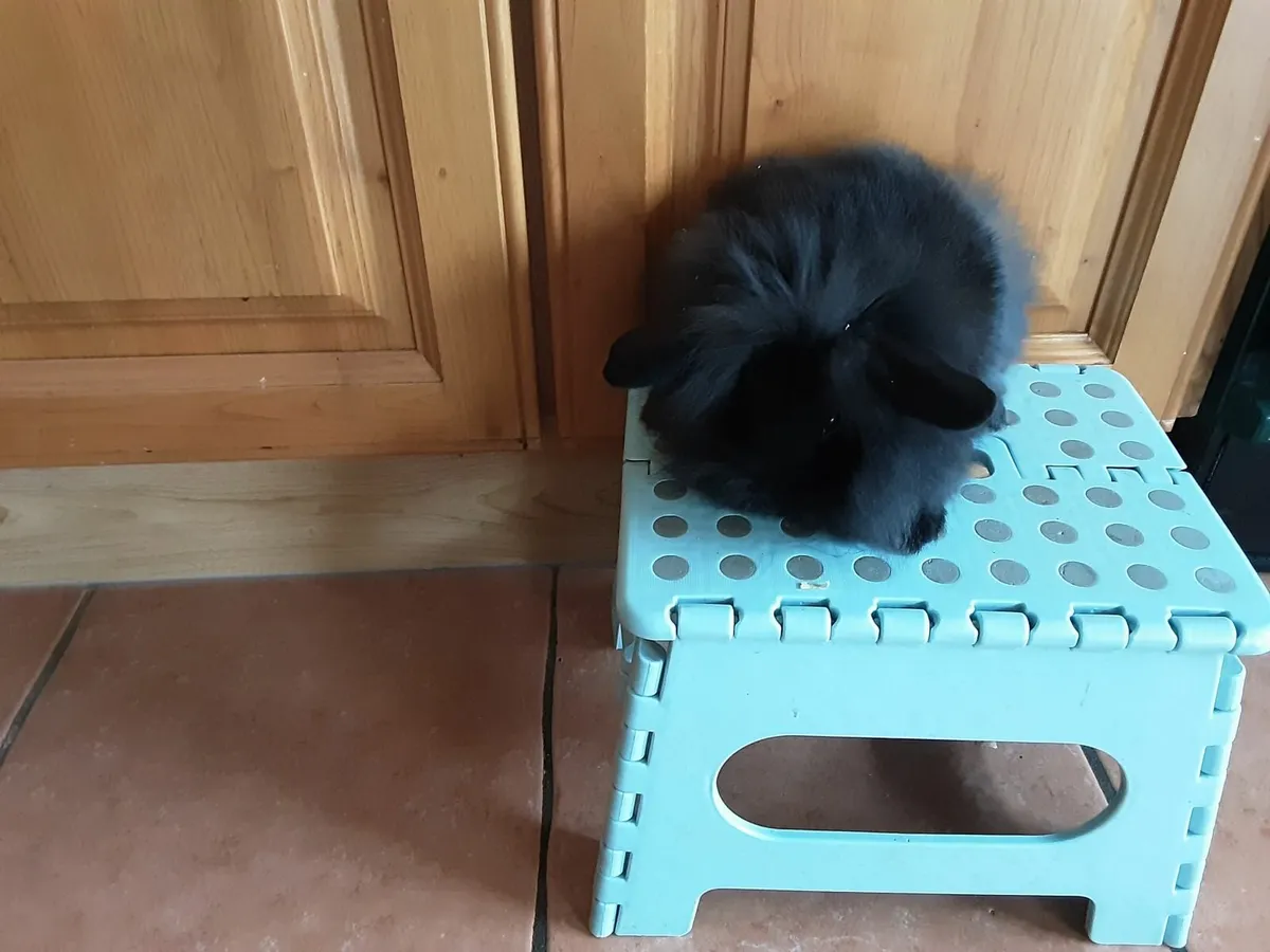 Mini lop and lionhead lop rabbits - Image 1