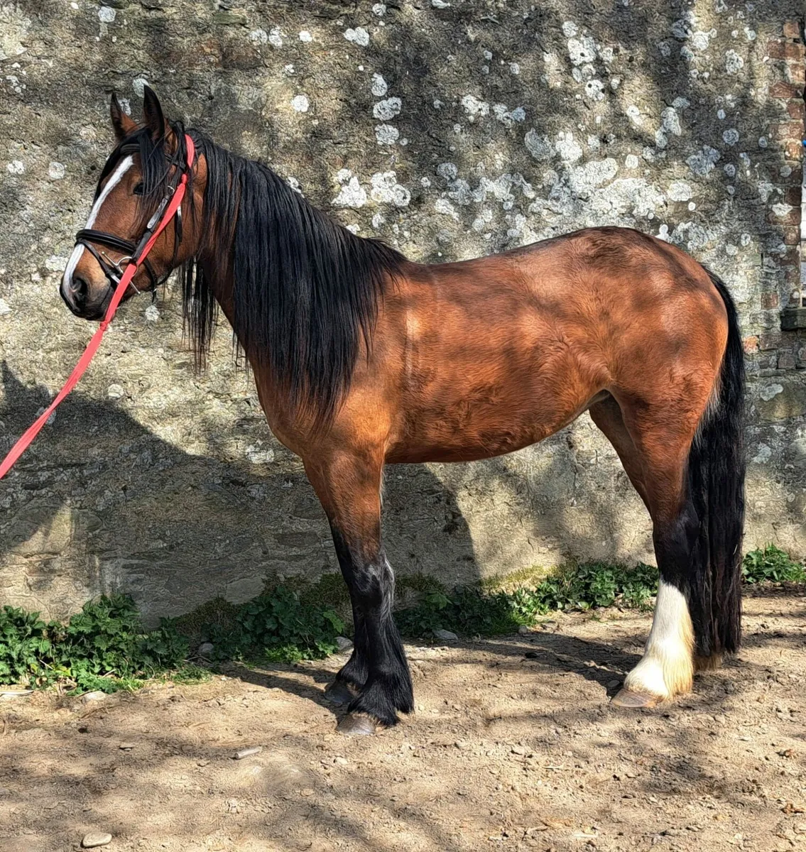 3 year old lightly backed - Image 1