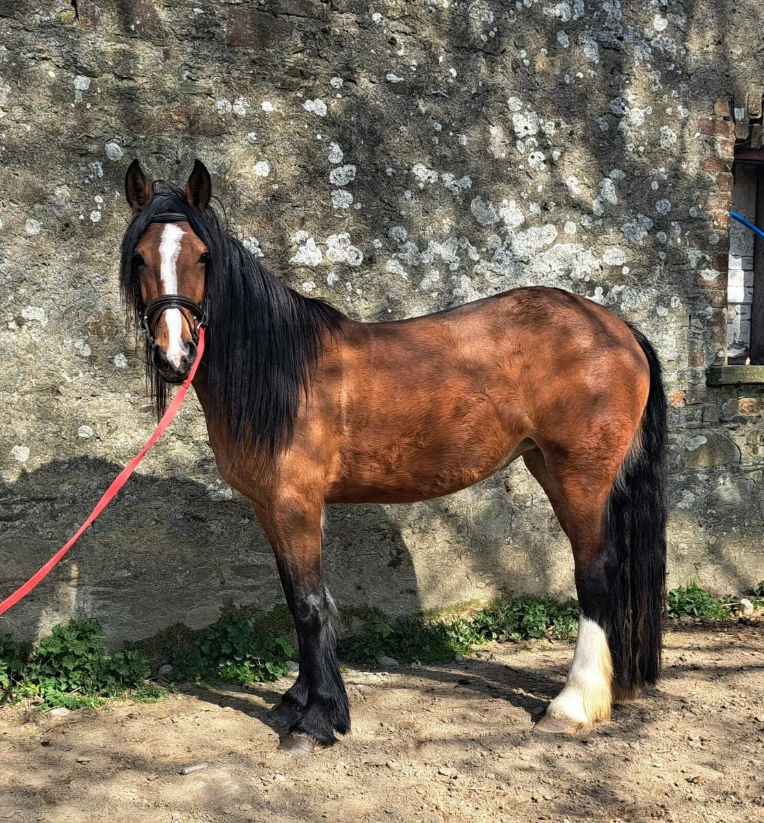 3 year old lightly backed - Image 2