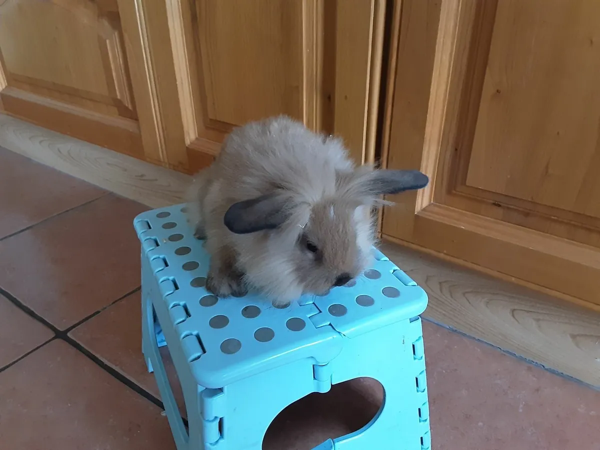 Mini lop and lionhead lop rabbits - Image 3