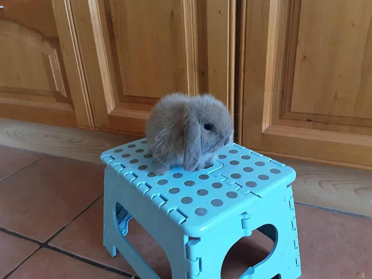 Mini lop and lionhead lop rabbits - Image 4