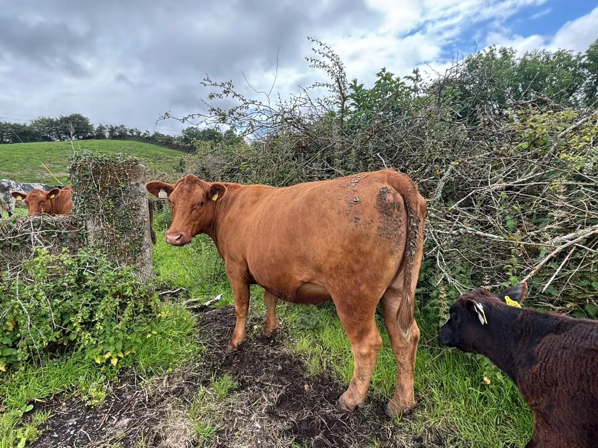 Pedigree Red Angus Heifer - Image 2