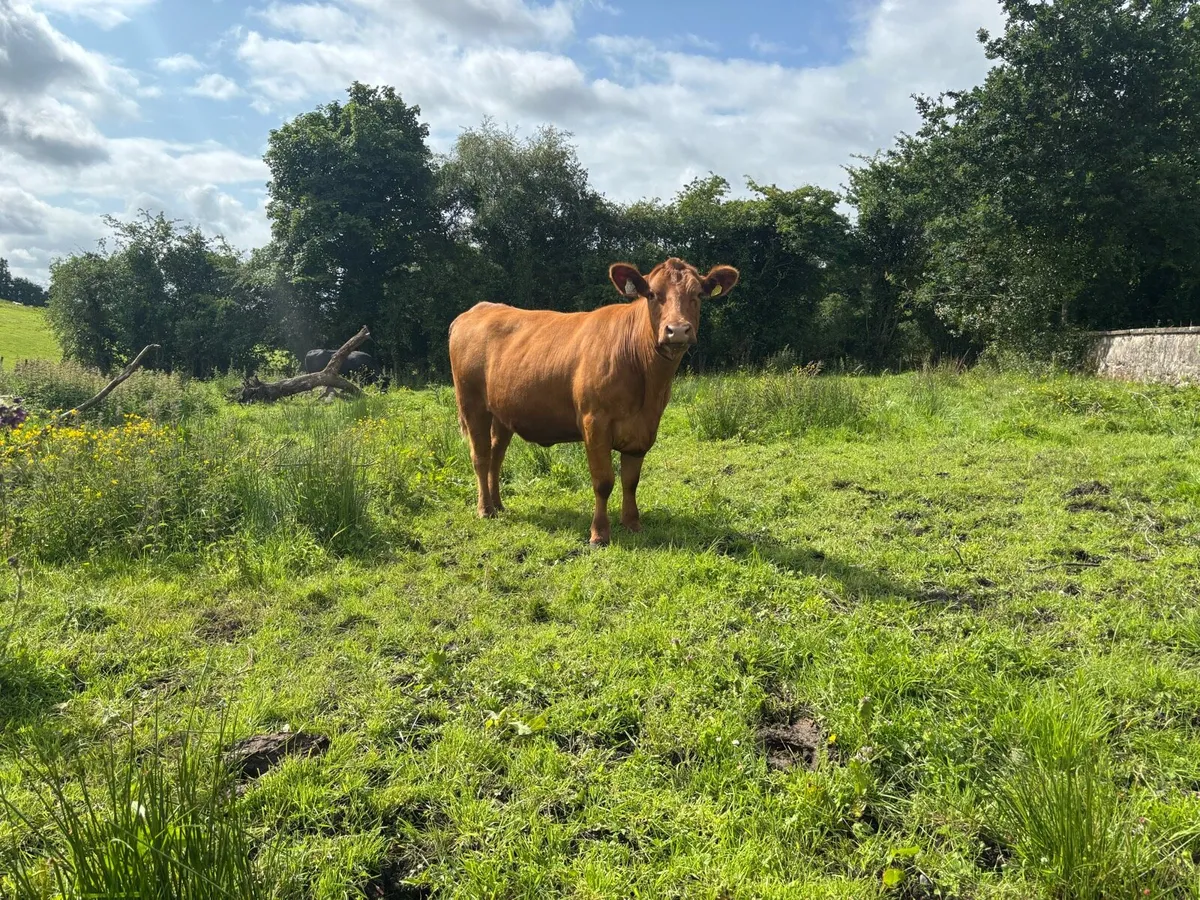 Pedigree Red Angus Heifer - Image 1
