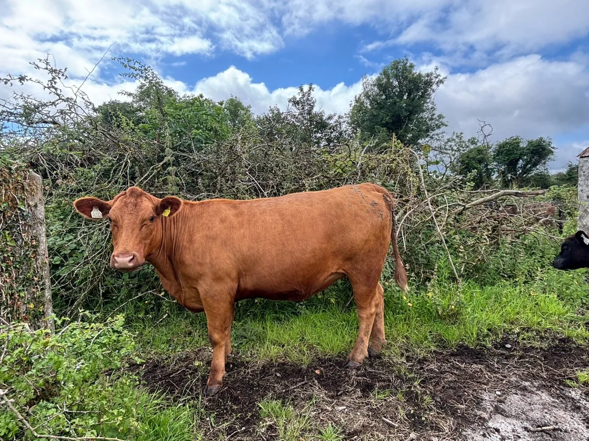 Pedigree Red Angus Heifer - Image 3