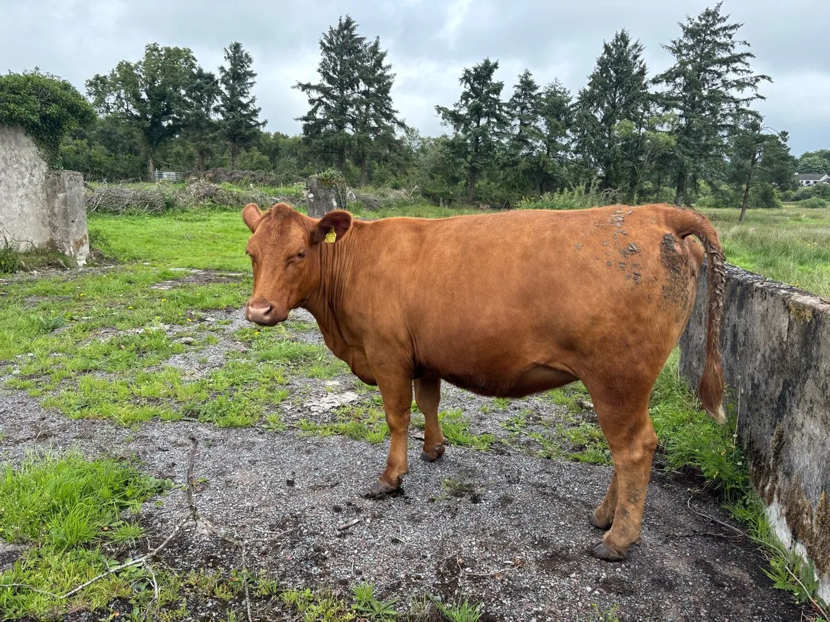 Pedigree Red Angus Heifer - Image 4
