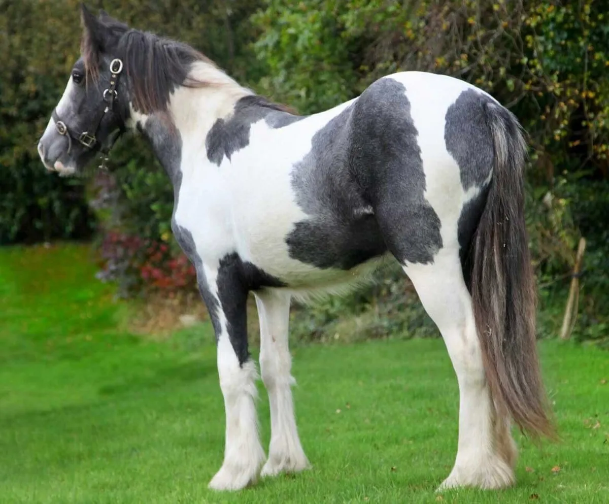 2 year old filly - Image 1