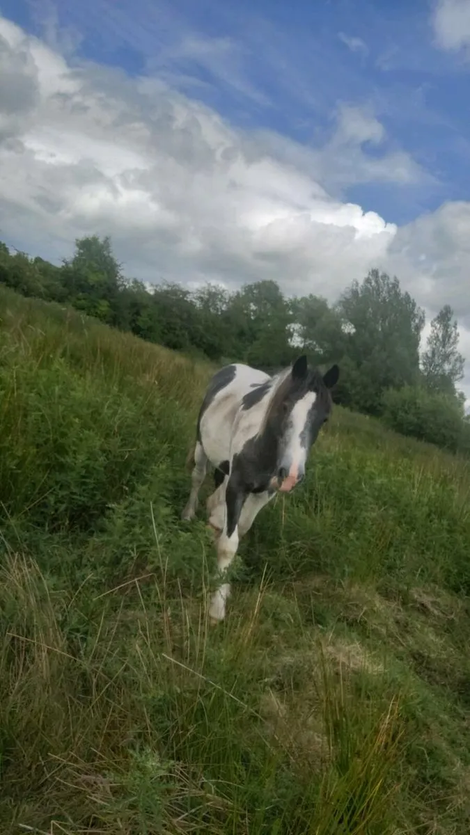 2 year old filly - Image 2