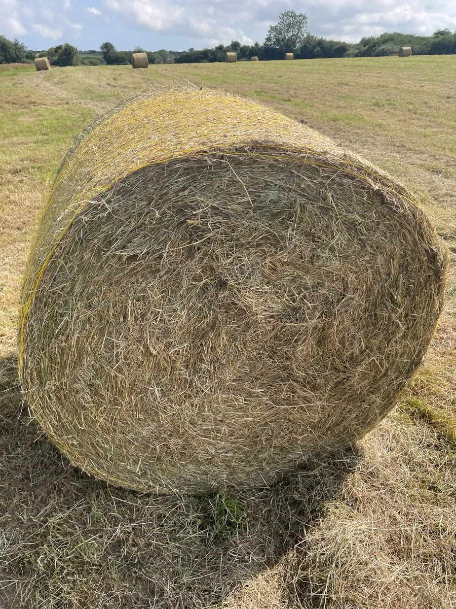 Hay - Image 1