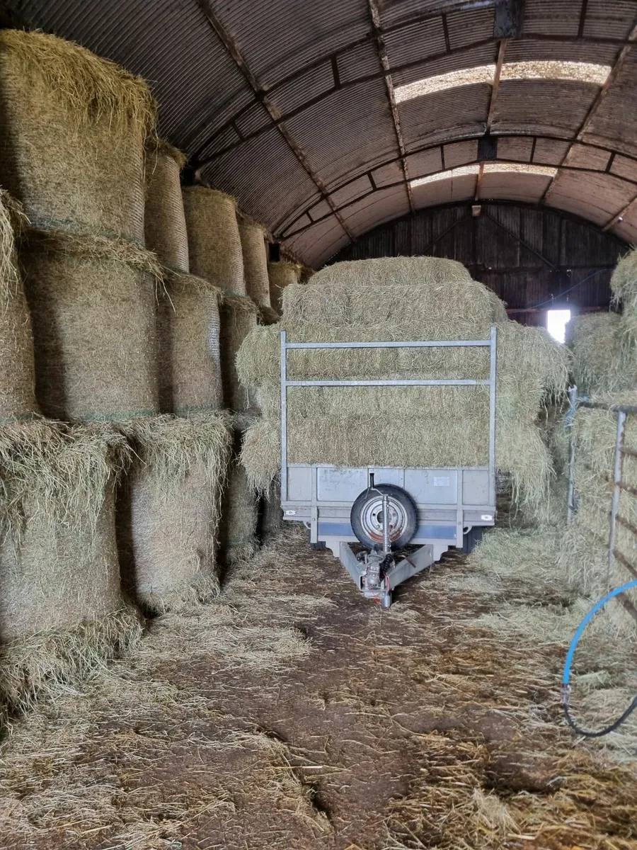 Hay - Image 4